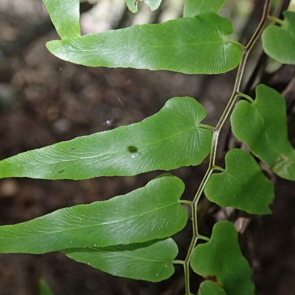 Lygodium microphyllum Folio