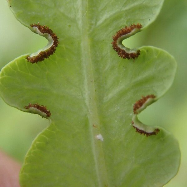 Histiopteris incisa Blad