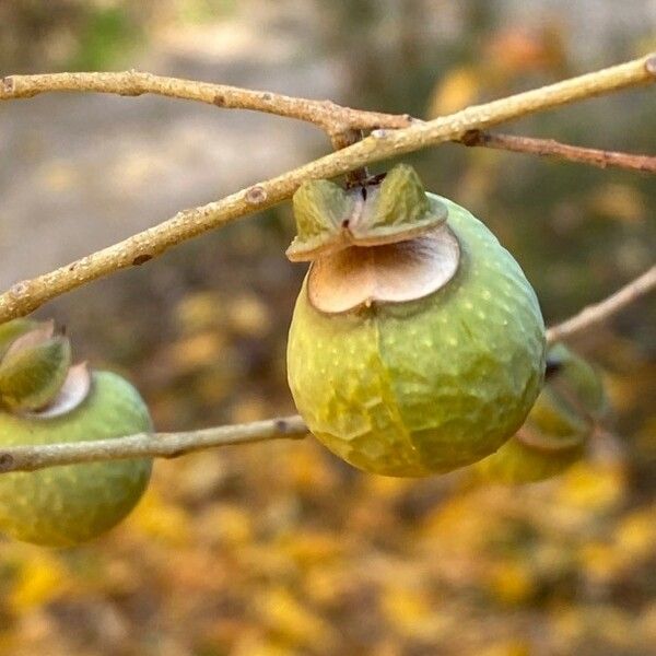 Sapindus mukorossi Fruto