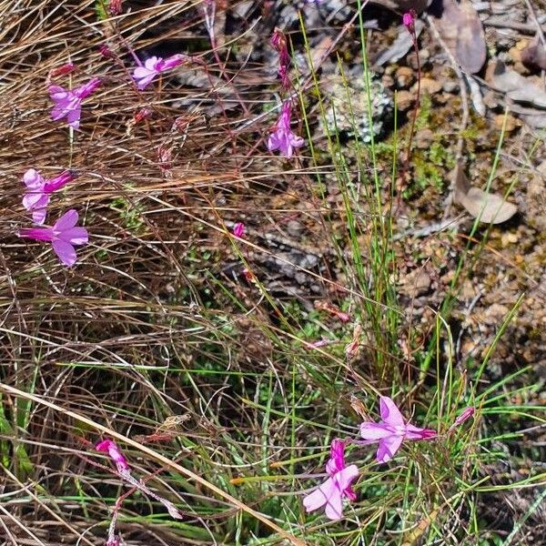 Lobelia holstii Celota