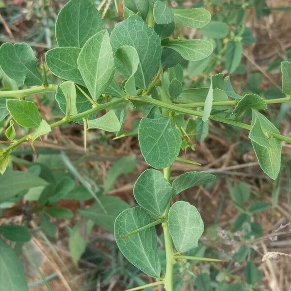 Gymnosporia buxifolia Leaf