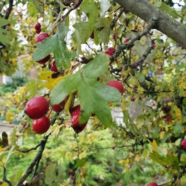 Crataegus monogyna Плід