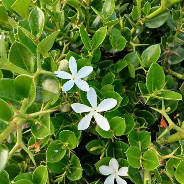 Carissa macrocarpa Flower