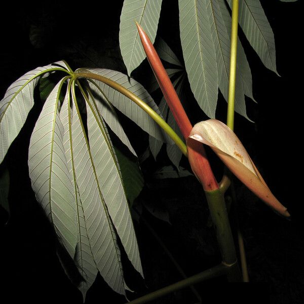 Cecropia sciadophylla List