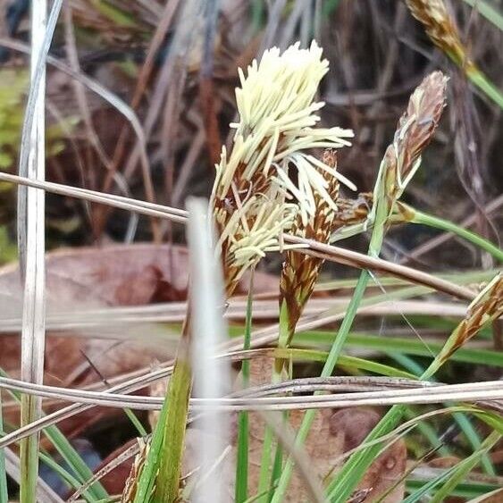 Carex halleriana ᱵᱟᱦᱟ