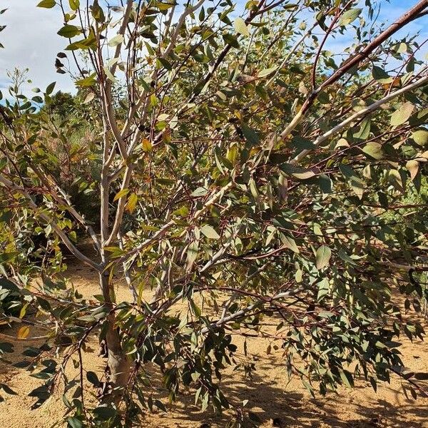 Eucalyptus pyriformis (Pear-fruit mallee)
