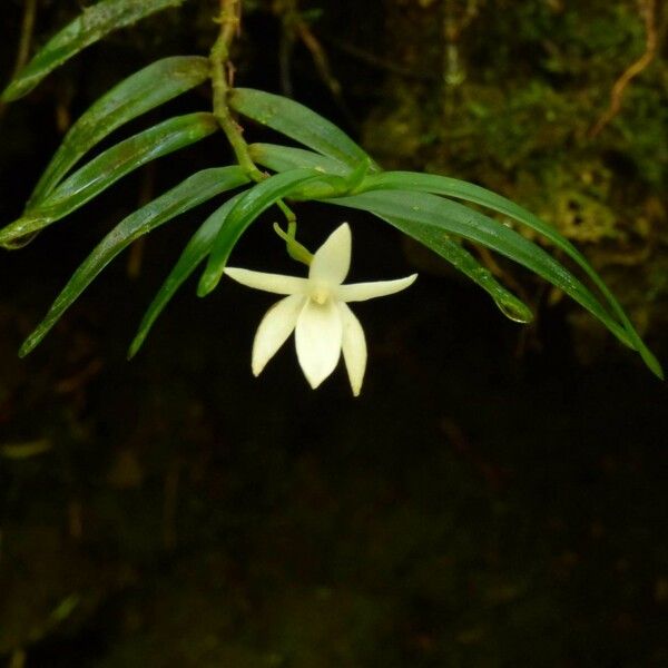 Angraecum ramosum Цветок