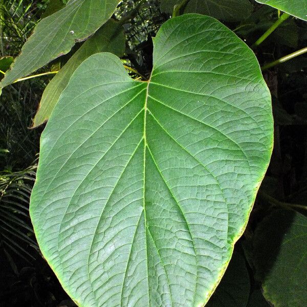 Piper auritum Frunză