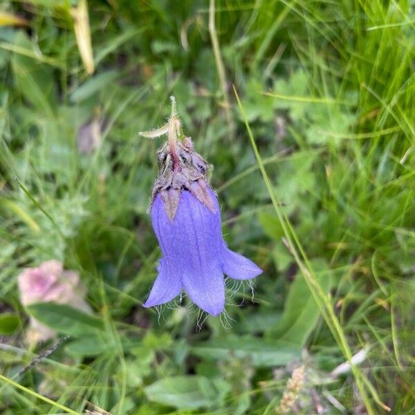 Campanula barbata Flower