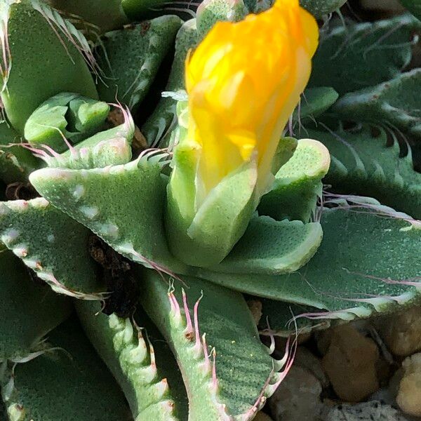 Faucaria tigrina Habitus