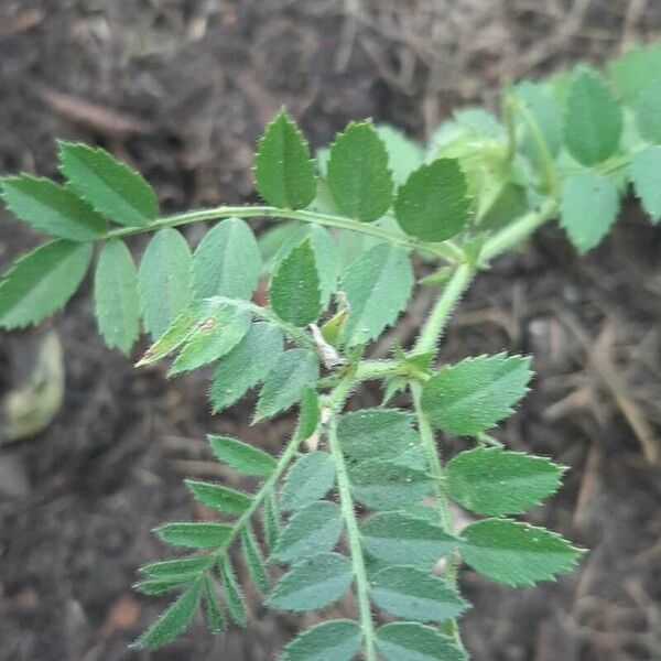 Cicer arietinum Leaf