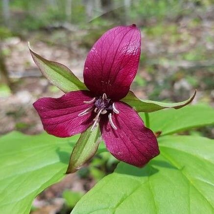 Trillium erectum Flower