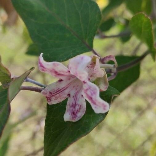 Araujia sericifera Flower