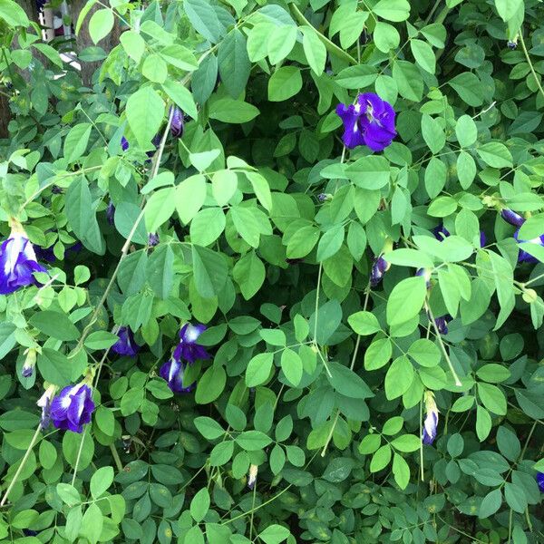 Clitoria ternatea Flower