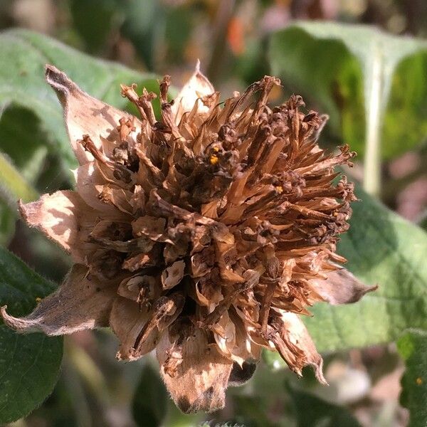 Tithonia rotundifolia Fruit