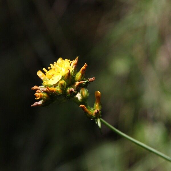 Hypericum montanum Blüte