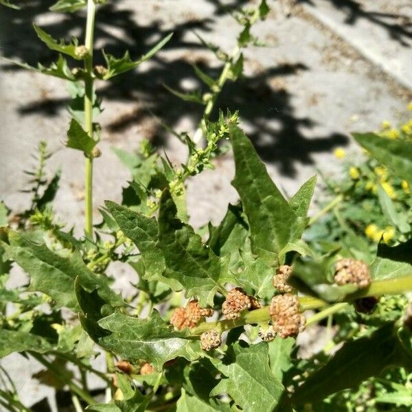 Blitum capitatum Fruit