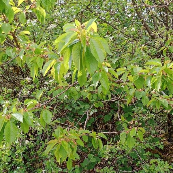 Prunus cerasus Plante entière