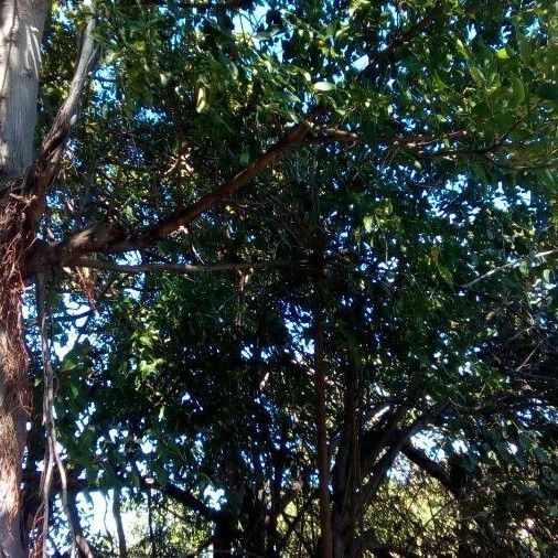 Ficus elastica Habit