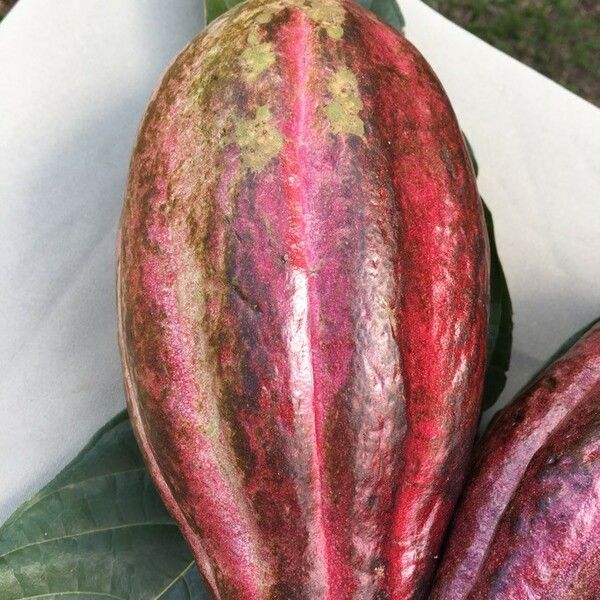 Theobroma cacao Fruto