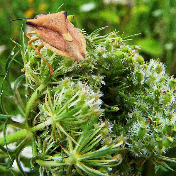 Daucus carota Frukt