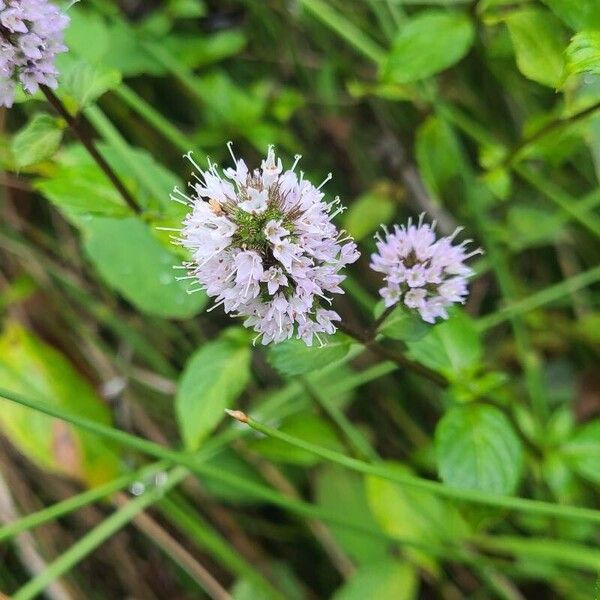 Mentha aquatica Blüte