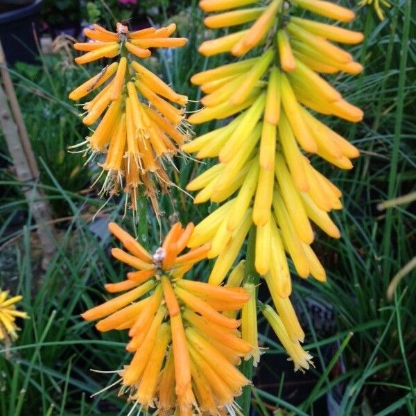 Kniphofia uvaria Flor