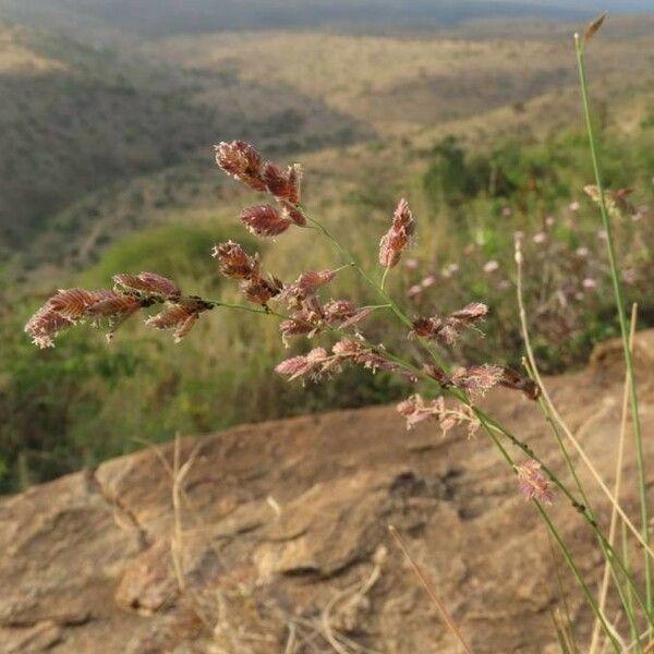 Eragrostis superba Habitatea