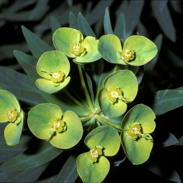 Euphorbia seguieriana Květ