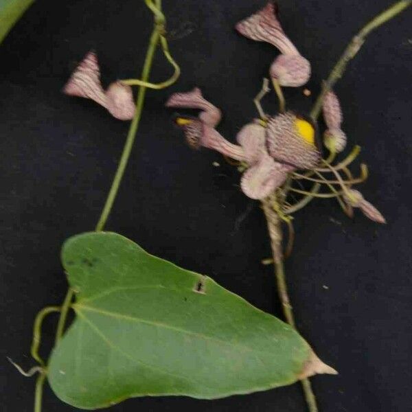 Aristolochia triangularis Kwiat