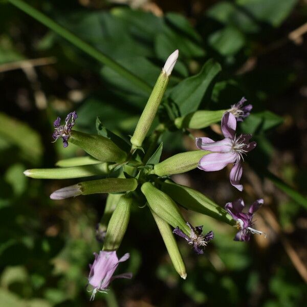 Saponaria officinalis Flor