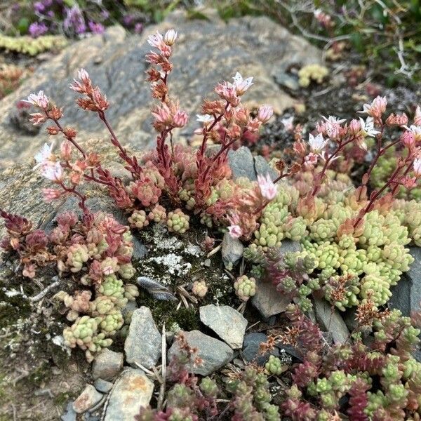 Sedum hirsutum Flower