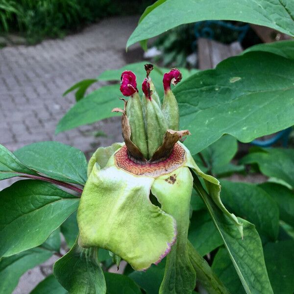 Paeonia mascula फल