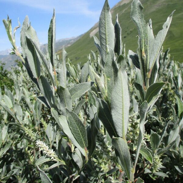 Salix glauca Blatt