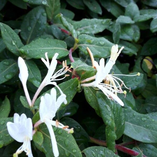Lonicera japonica Квітка