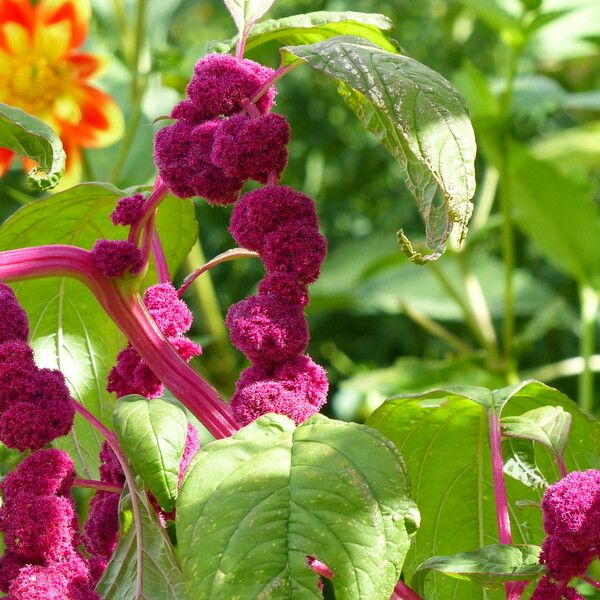 Amaranthus caudatus Blomma