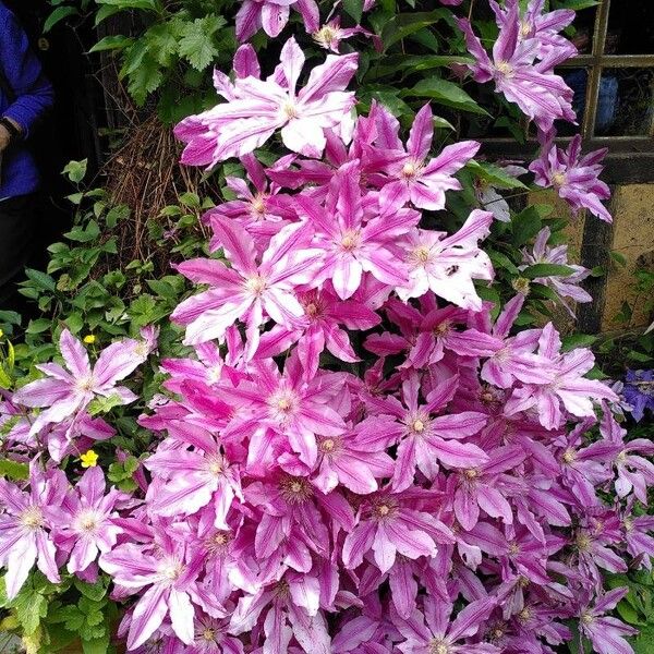 Clematis viticella Flower