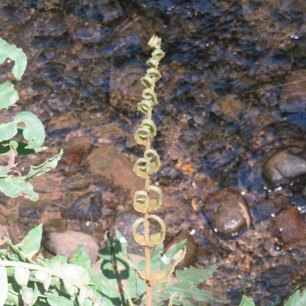 Blechnum cordatum 葉