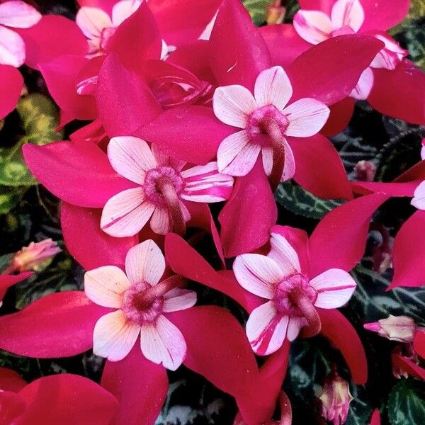 Cyclamen repandum Habitus