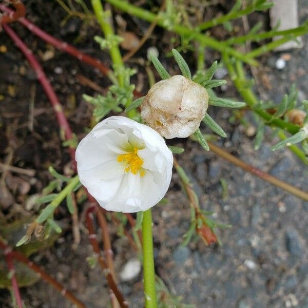 Portulaca grandiflora Цветок