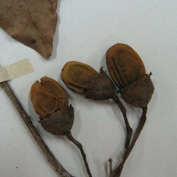 Aniba citrifolia Gyümölcs