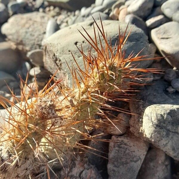 Tephrocactus weberi 葉