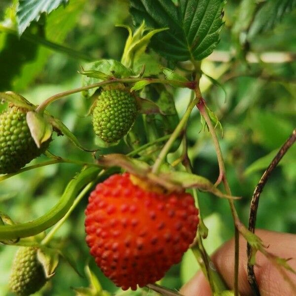 Rubus rosifolius Φρούτο