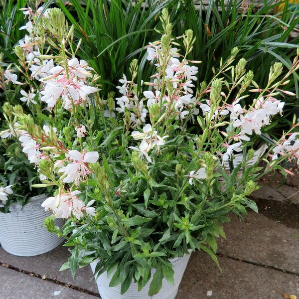 Oenothera lindheimeri موطن