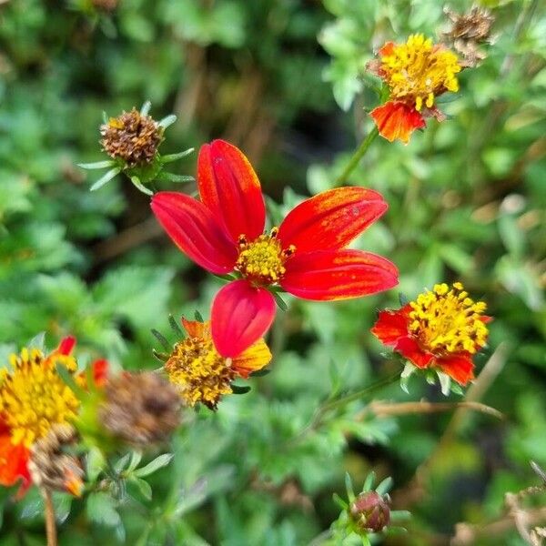 Bidens triplinervia Λουλούδι