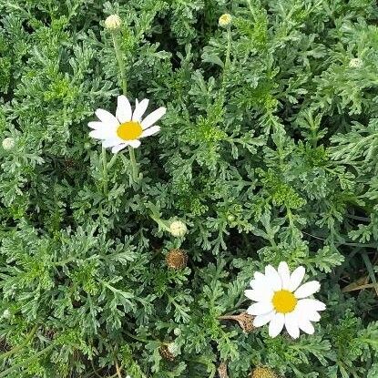 Anthemis maritima Hábitos