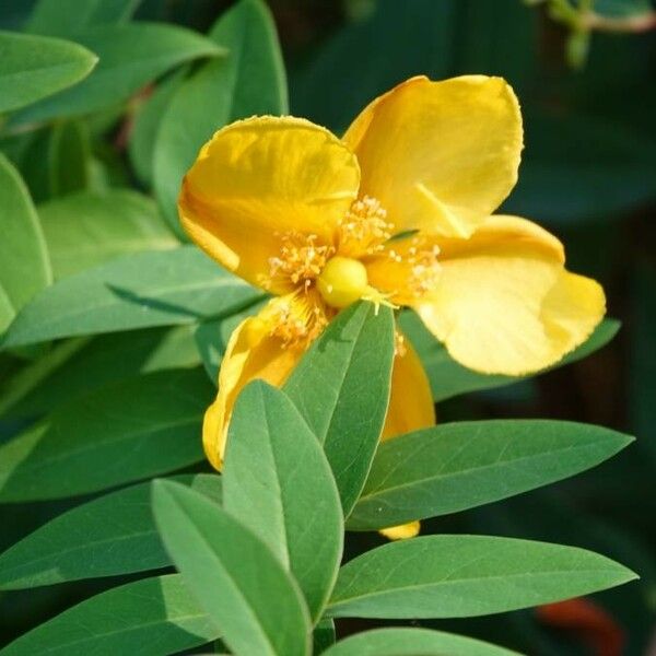 Hypericum calycinum 花