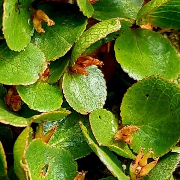 Salix herbacea Levél