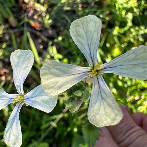 Eruca sativa Flor