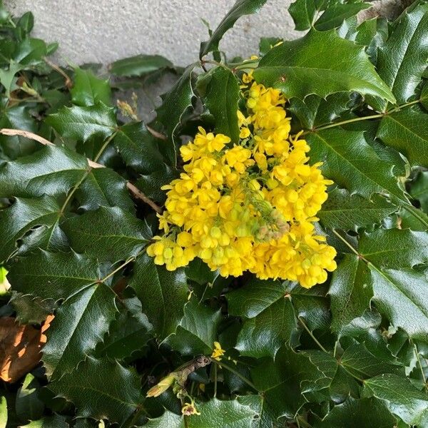 Berberis aquifolium Blüte